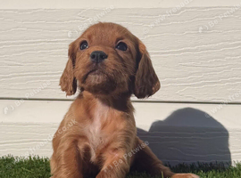 3 left Gorgeous cocker spaniel pups