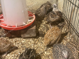 Pol quail hens