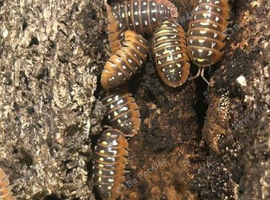 (20% OVERCOUNT) Clown Isopods for sale UK (Armadillidium klugii) UK WIDE SHIPPING