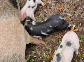 Piglets, juliana piglets, mini pigs, micropigs
