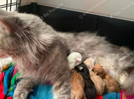 Mainecoon cross
