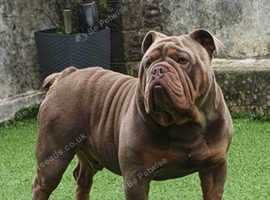 English bulldog