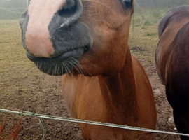 12.2hh project mare for part loan