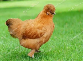 Looking for 3 x Silkie female pullet