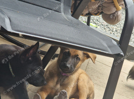 German shepherd puppies 5 available