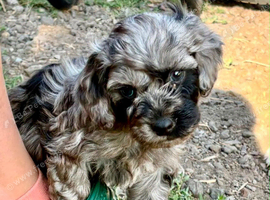 Beautiful cockapoo puppies for sale