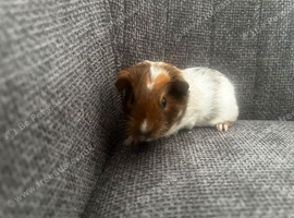 3 female guinea pig babies - if this ad is still up I will still have Guinea pigs available.