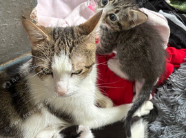 Beautiful kittens
