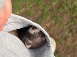 FERRETS. Need gone as soon as!!