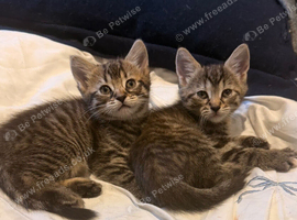3 beautiful kittens looking for a home