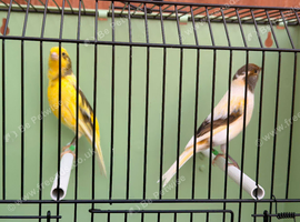 Harlequin canary&rsquo; pair