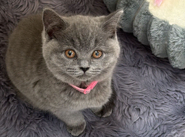 Pure breed bsh kittens