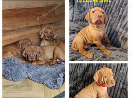 kc hungarian vizla pups (10 weeks old) had both vaccinations