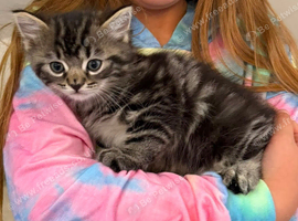 Kittens ready now