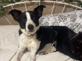 3 Y/O Female Border Collie For Sale