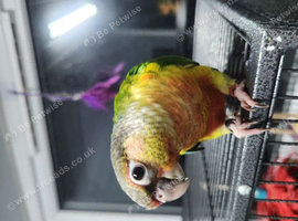 Hand reared male greencheek conures ready to go