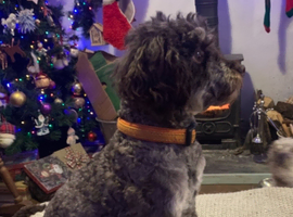 Stunning Toy Poodle stud