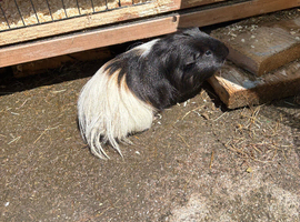 Black and white Guinea Pig