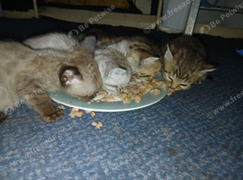4female bengals looking for loving homes