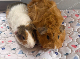 Sows and boars for sale