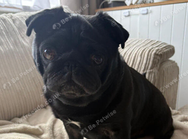 Beautiful black kc registered double curl tail pug for stud