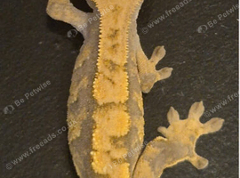 Crested gecko baby
