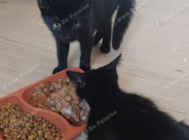 10 weeks kittens