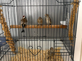 Gold finch cock forsale with grey plates