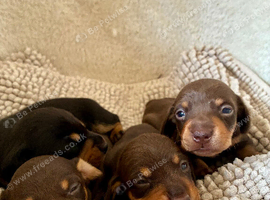 Beautiful Dachshund Puppies