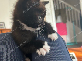 Siamese cross