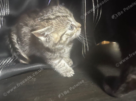 1/2 British blue kittens