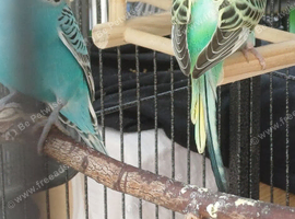 Pair of cocks