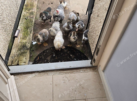 This years birds