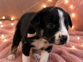 Meet your new best friend pure breed baby collies