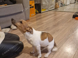 Jack russel