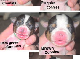 7 miniature jack russells