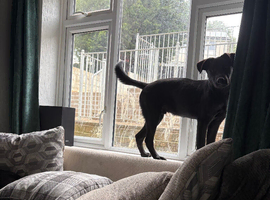 6 month old puppy