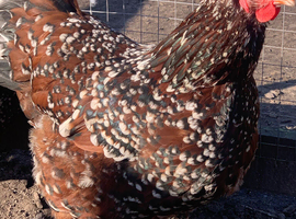 Speckled Sussex fertile hatching eggs