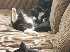 Black cat and Tuxcedo
