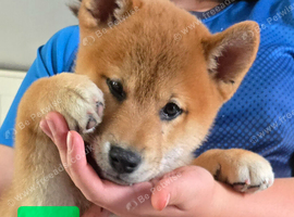 Gorgeous Shibas