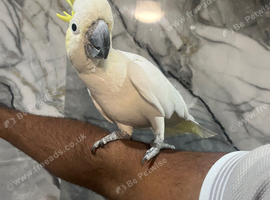 Stunning Friendly Super Tame Cuddly Lesser Sulphur Crested Cockatoo Parrot