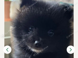 Black pomeranian