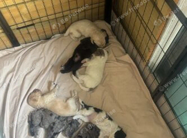 Beautiful Miniature Labradoodle Puppies &ndash; Ready for Their Forever Homes