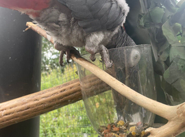 Beautiful Tame African Grey Parrot &ndash; Looking for a Loving Home