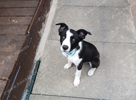 Dog for rehoming
