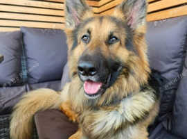 Proven KC registered German Shepherd Stud