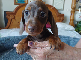 BEAUTIFUL DACHSHUND BABIES