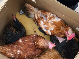 Laying eggs chicken in best mixed breed