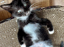 RAGDOLL X BOY READY NOW