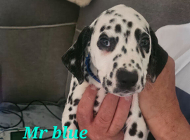 Ready now 8 week old dalmatian puppies